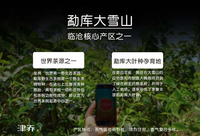 津乔普洱春茶津乔春旭