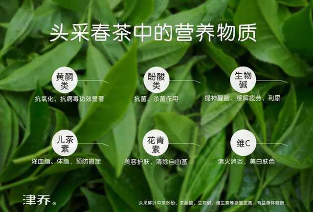 津乔普洱春茶津乔春旭