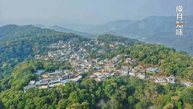 岁月知味高山寨易武茶