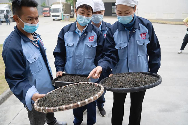 勐海茶厂开收2021年春茶