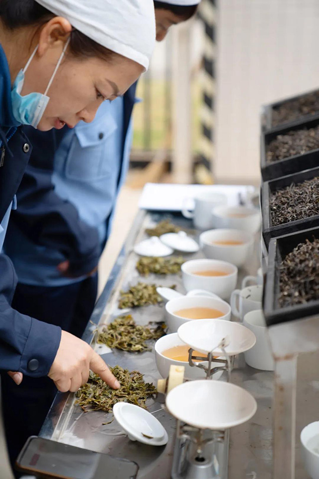 勐海茶厂开收2021年春茶