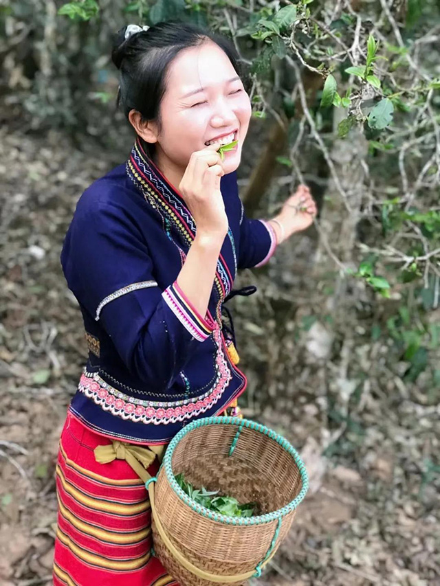 勐海茶厂开收2021年春茶