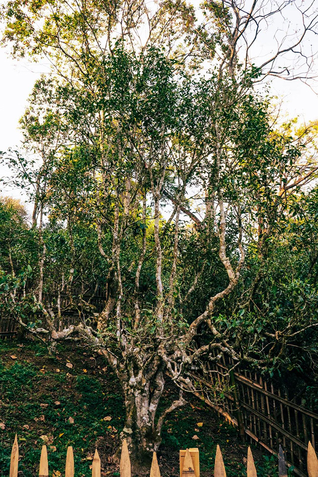 走进全球古茶第一村南糯山