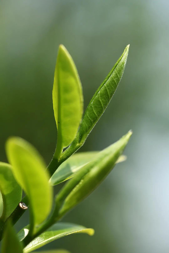 海湾茶业野茶箐古茶园