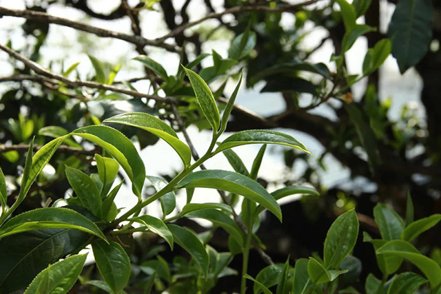 海湾茶业野茶箐古茶园