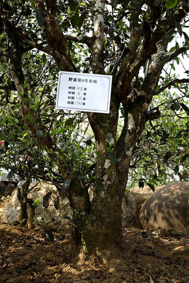 海湾茶业野茶箐古茶园