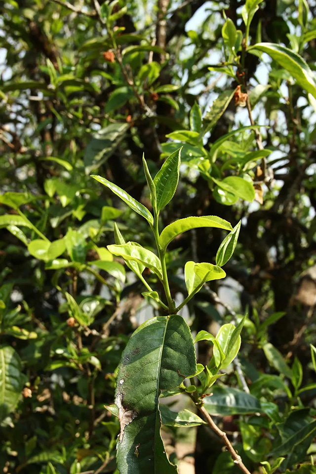 海湾茶业野茶箐古茶园