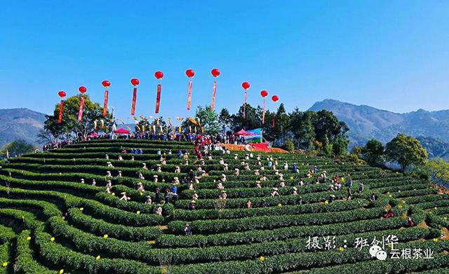 云根茶业政和白茶开茶节