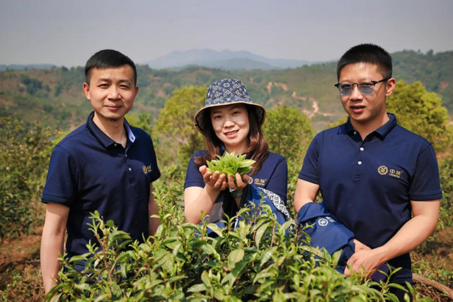 中国茶叶云南勐海坝卡囡普洱茶示范茶园基地