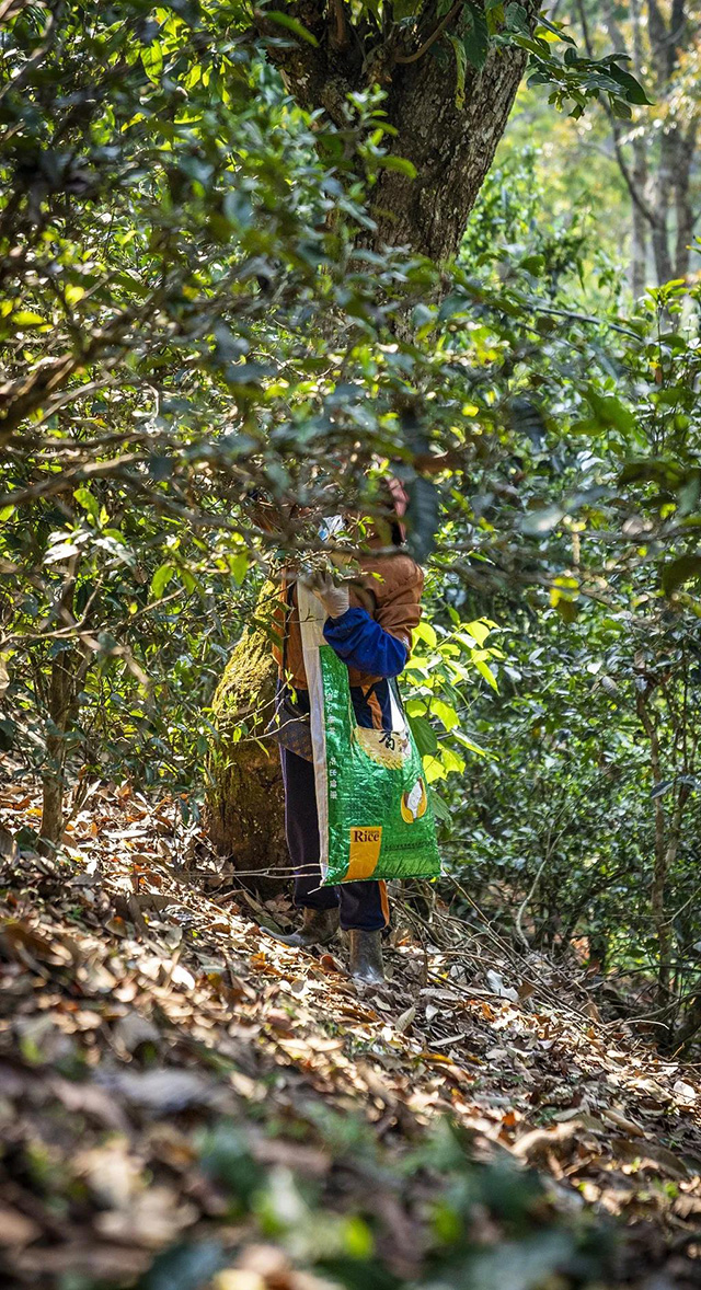 六大茶山2021年春茶季贺开万亩茶园开采