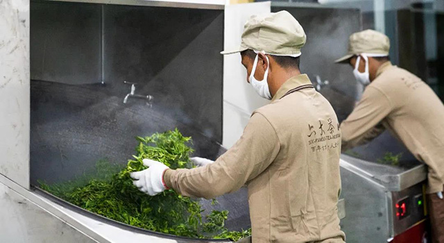 六大茶山2021年春茶季贺开万亩茶园开采