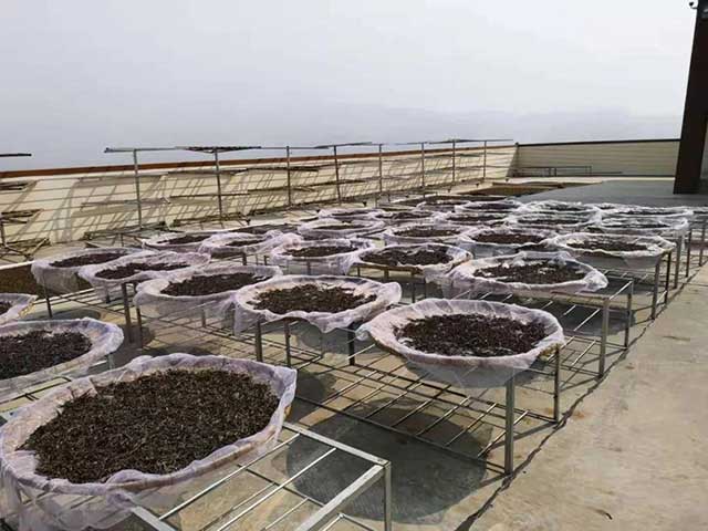 六大茶山2021年春茶季贺开万亩茶园开采