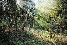 2021年春茶季：贺开万亩茶园出新绿，首批春茶本周开采！