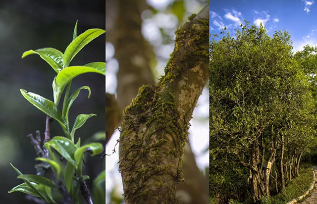 龙润茶普洱茶价格全线涨价