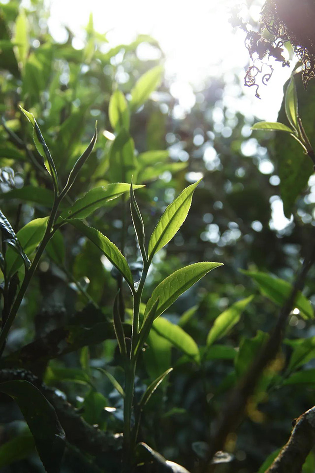 布朗山班章古茶园