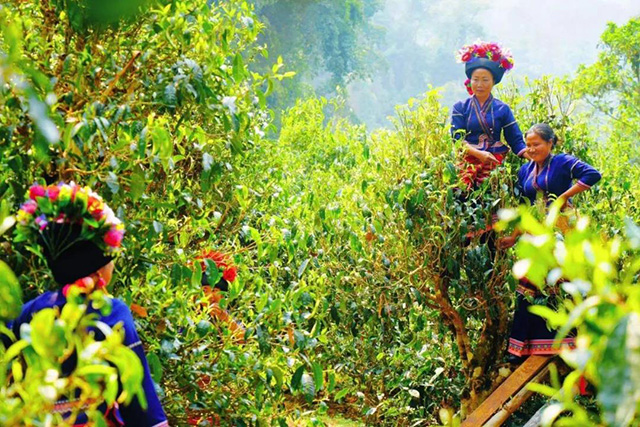 2021年勐海古树茶春茶