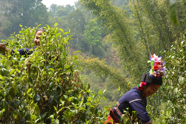 2021年勐海古树茶春茶