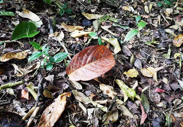 2021普洱杂志茶山行