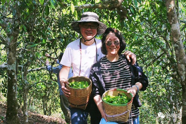 芒嘎拉古茶第十七期茶山游学