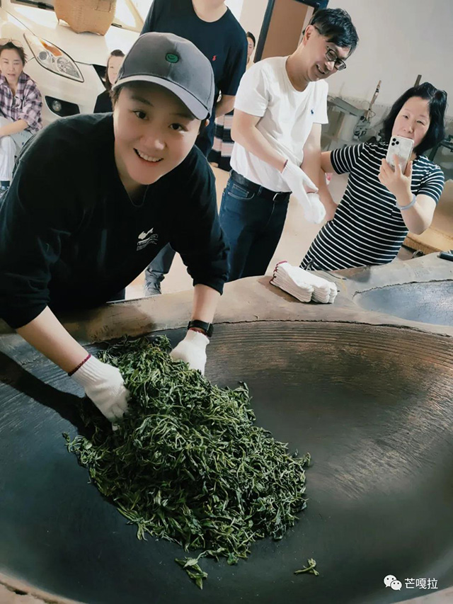 芒嘎拉古茶第十七期茶山游学