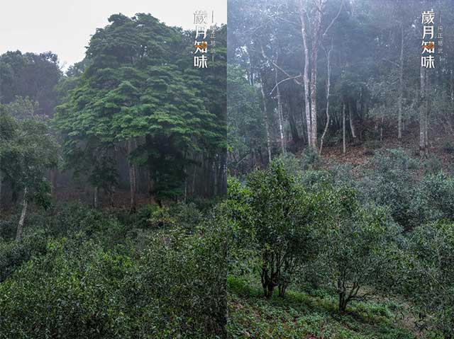 岁月知味麻黑易武茶