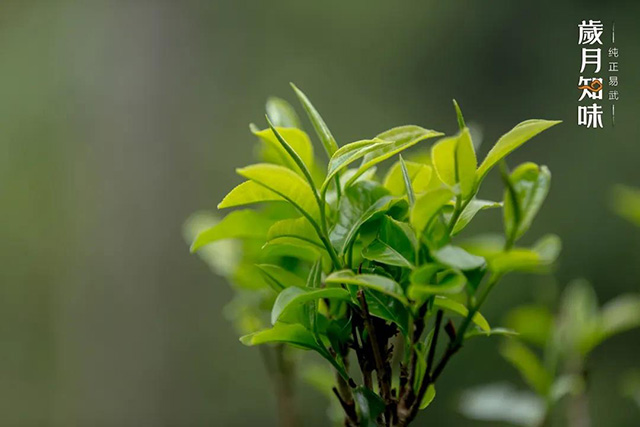 岁月知味麻黑易武茶