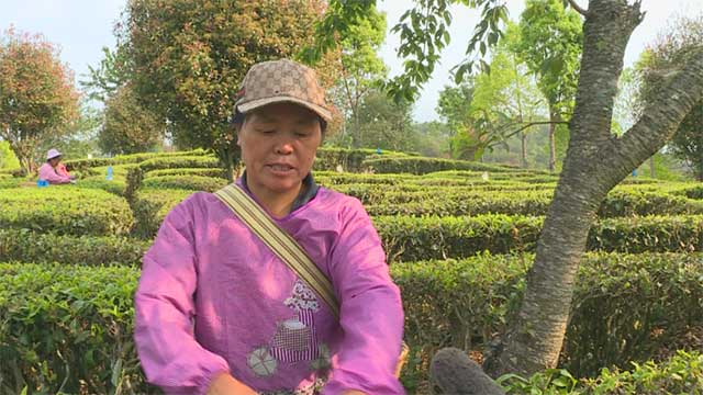 景东万亩春茶2021年开采情况