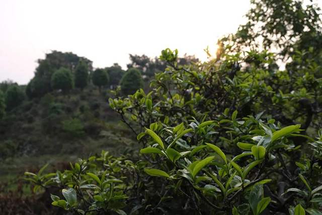 米地贡茶园茶王树