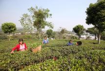 2021年普洱市茶区春茶全面开采：困鹿山古树茶鲜叶价格高达1.28万元每公斤