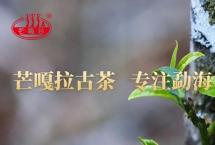 昆明民族茶文化促进会苏芳华等专家到勐海芒嘎拉茶厂慰问指导