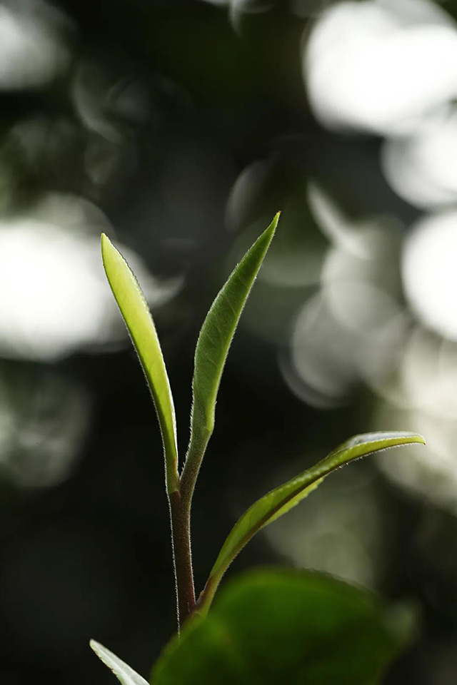 易武麻黑茶山记实