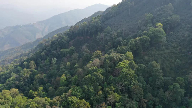 易武麻黑茶山记实