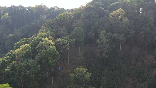 易武麻黑茶山记实