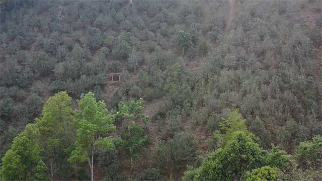 易武麻黑茶山记实