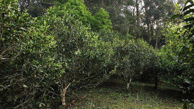 易武麻黑茶山记实