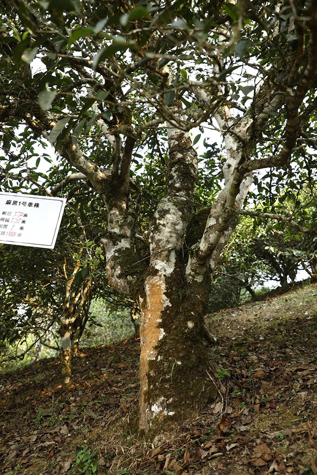 易武麻黑茶山记实