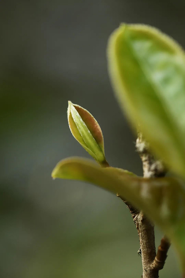 易武麻黑茶山记实