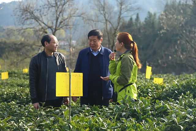 祥源祁红历口生态茶园基地