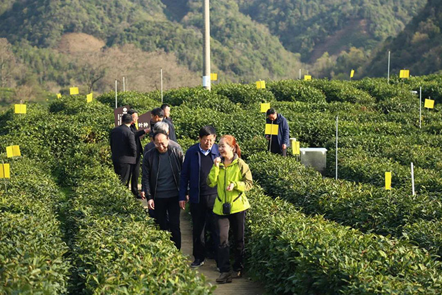 祥源祁红历口生态茶园基地