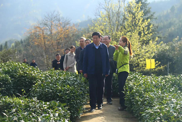 祥源祁红历口生态茶园基地