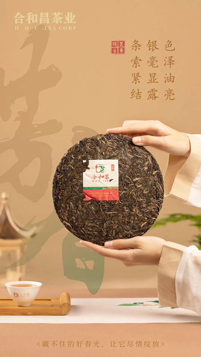合和昌2021年春茶芳春普洱茶