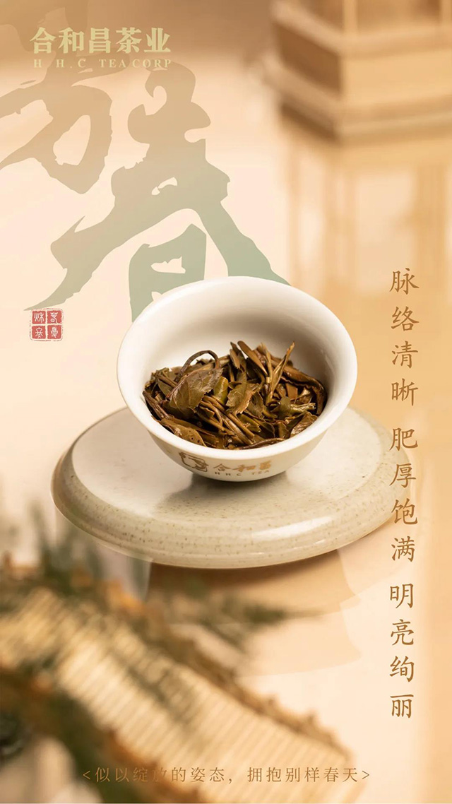 合和昌2021年春茶芳春普洱茶