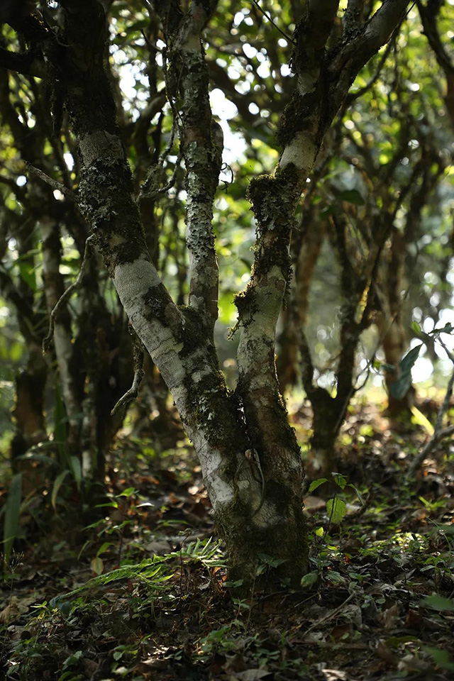 麻黑古树茶园