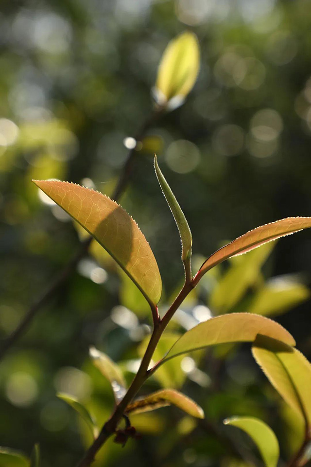 麻黑古树茶园