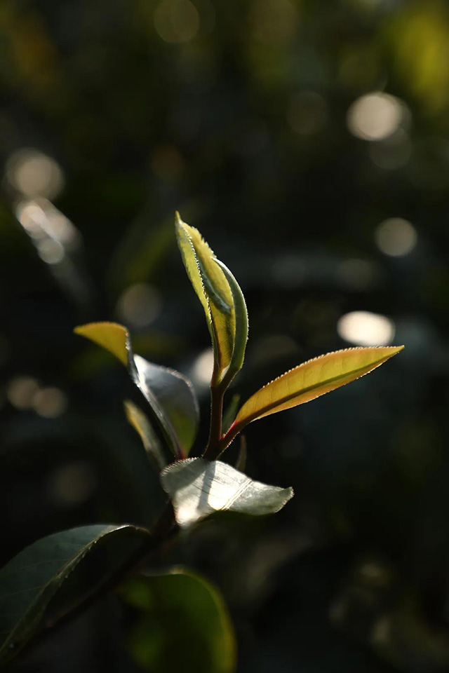 麻黑古树茶园