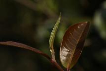 茶山记实：麻黑古树茶园里的紫芽