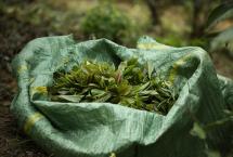 茶山记实：麻黑古树茶园里的紫芽