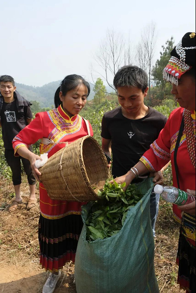 景谷酸枣树古树茶开采