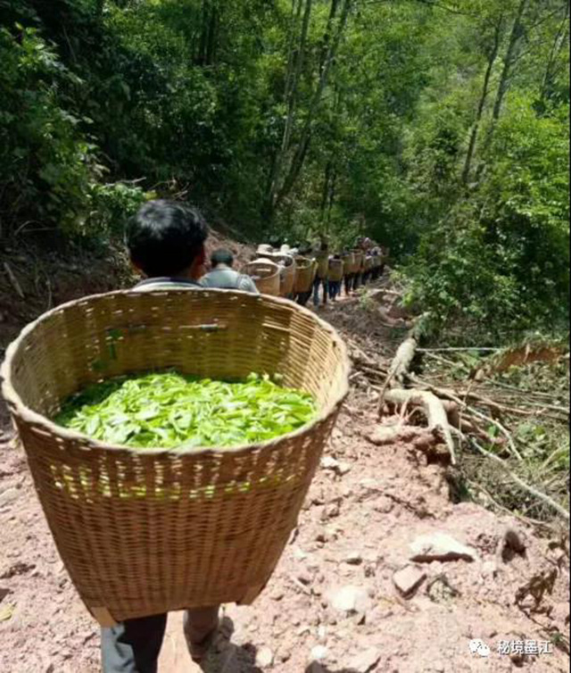 凤凰窝普洱茶