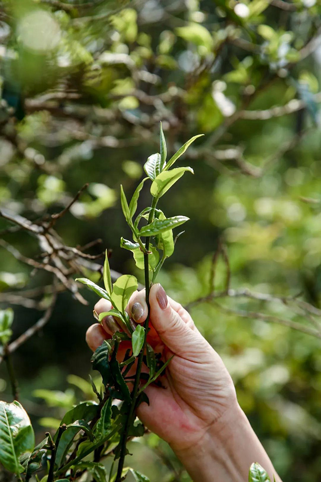 六大茶山贺开古茶园